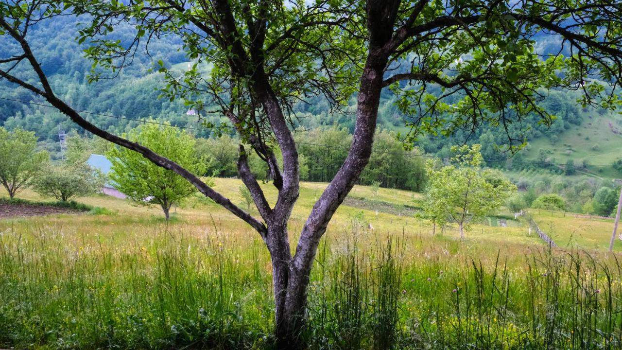 Fern Farm Eco Resort Mojkovac Bagian luar foto